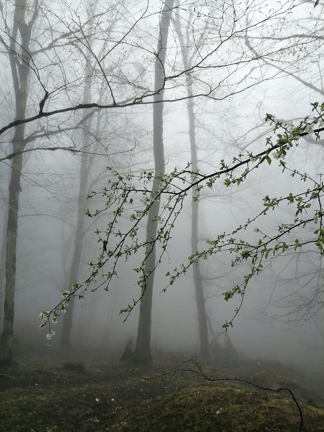 Tautropfenbedeckte Äste mit weißen Blüten in einem nebligen Wald.